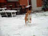 Lupin corre nella neve