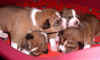 4 cuccioli grassi basenji