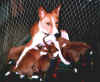 Birba e i suoi cuccioli