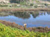 laliacqua.jpg (95600 byte)
