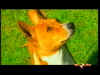 PDVD_000raiot.jpg (115464 byte)