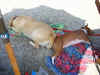 agosto2006cheope032.jpg (252167 byte)