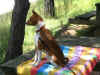 agosto2006cheope041.jpg (234855 byte)