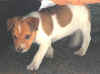 hatari 03062ot.jpg (87633 byte)