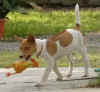 hatari 04061ot.jpg (121685 byte)